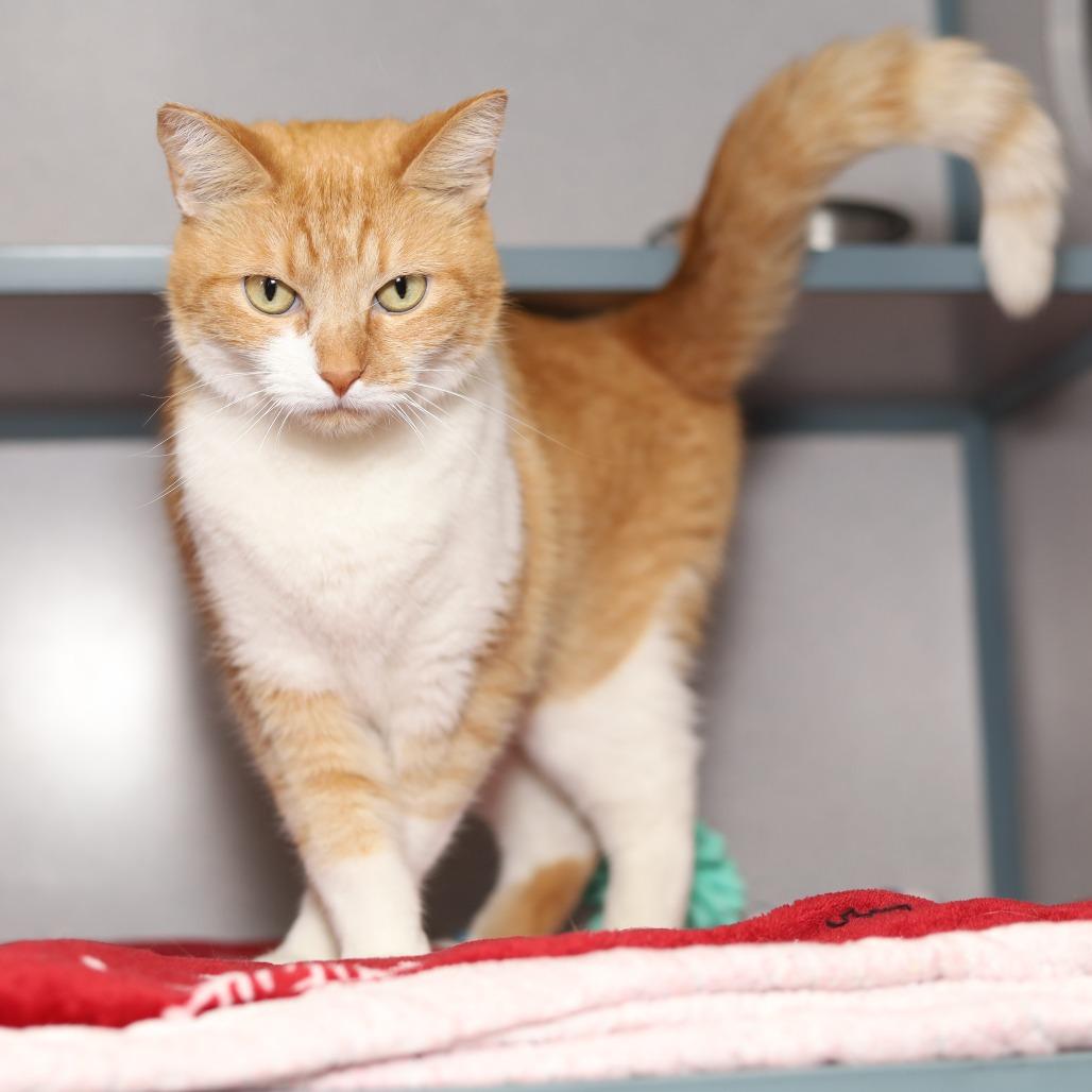 Ziggy, a Adoptable Domestic Short Hair in Evansville, IN image 3/3