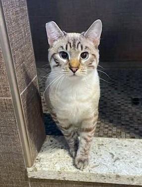 Mahi, Adopted, Young Male Siamese.