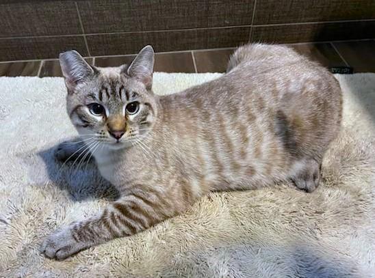 Mahi, Adopted, Young Male Siamese.