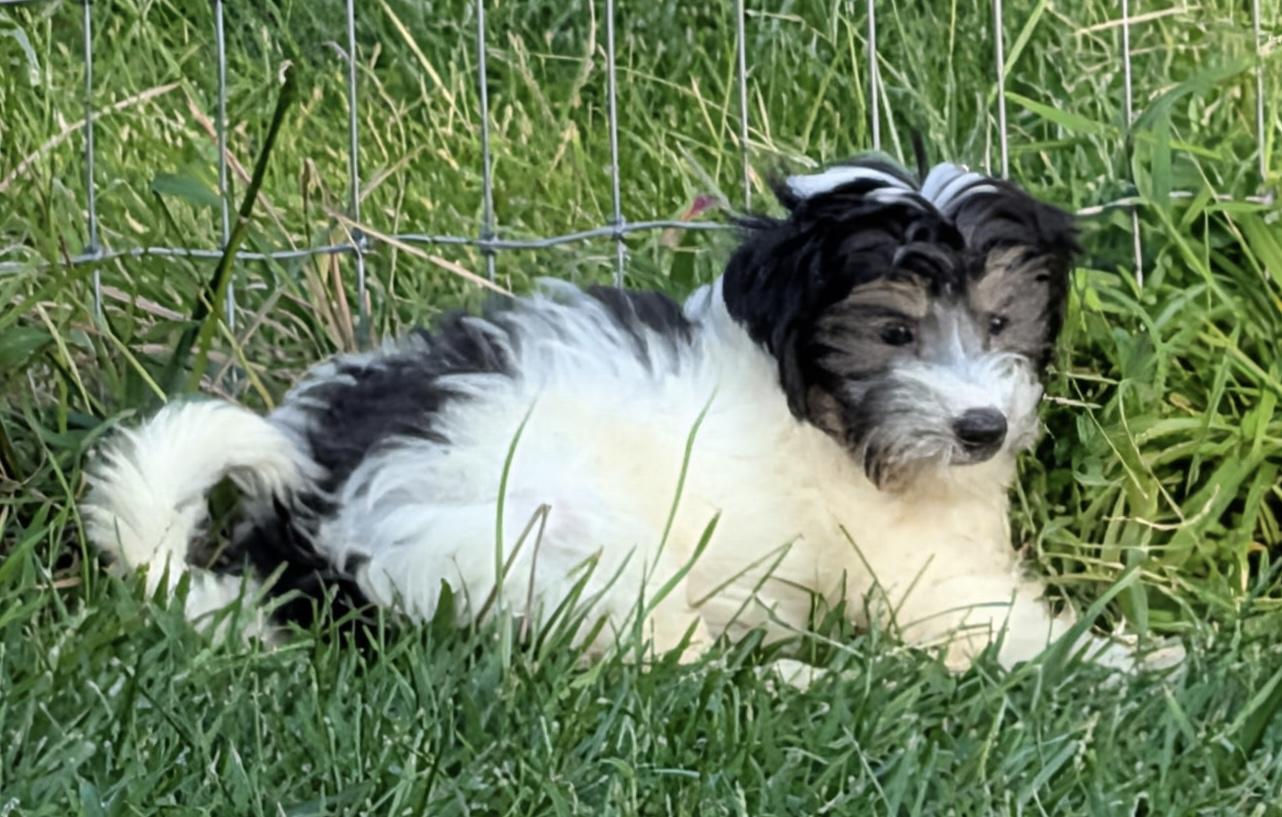 Jessie, a ADOPTABLE mixed breed in Overland Park, KS image 2/2