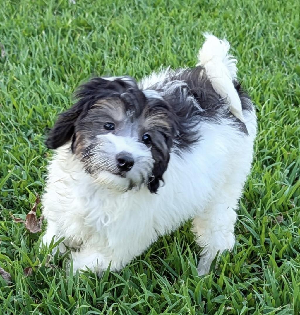 Jessie, a ADOPTABLE mixed breed in Overland Park, KS image 1/2
