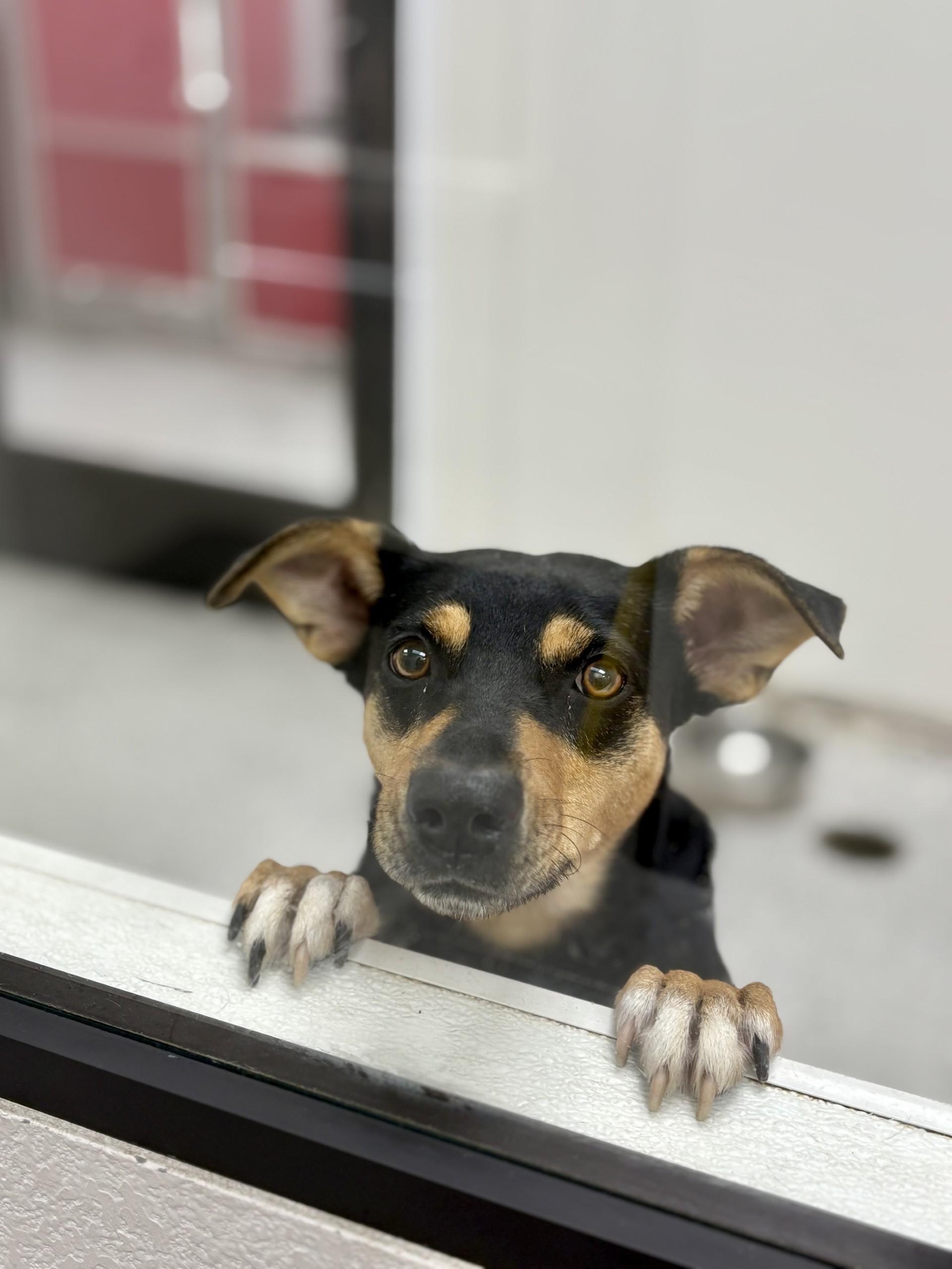 Enlarge Willow, a Adoptable mixed breed in Lake Havasu City, AZ image 1/2