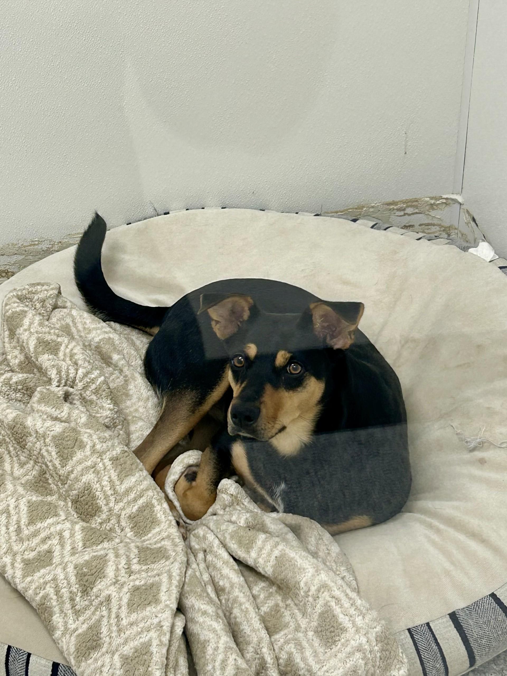 Enlarge Willow, a Adoptable mixed breed in Lake Havasu City, AZ image 2/2