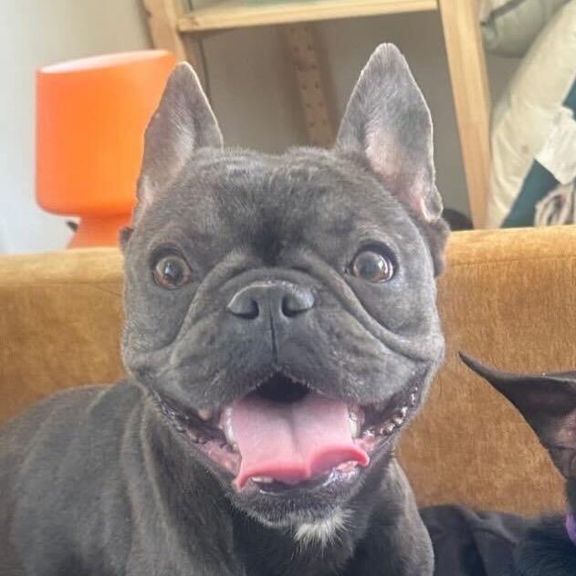 Enlarge Souffle, a Adoptable French Bulldog in Los Angeles, CA image 1/5
