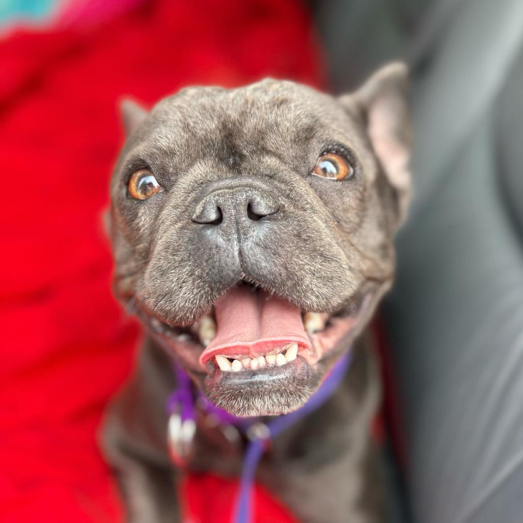 Enlarge Souffle, a Adoptable French Bulldog in Los Angeles, CA image 2/5