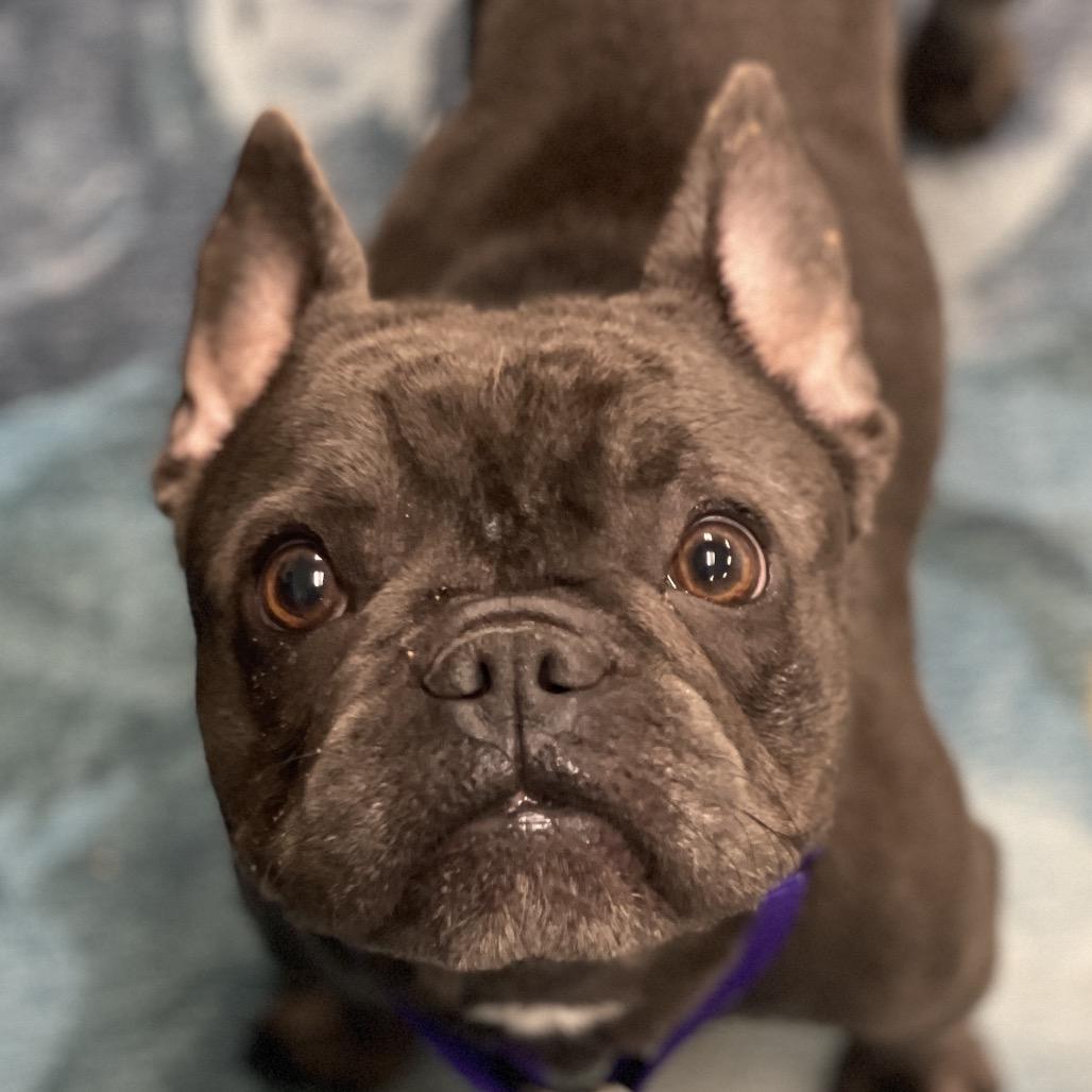 Enlarge Souffle, a Adoptable French Bulldog in Los Angeles, CA image 3/5
