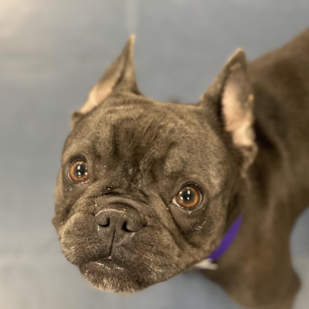 Enlarge Souffle, a Adoptable French Bulldog in Los Angeles, CA image 4/5