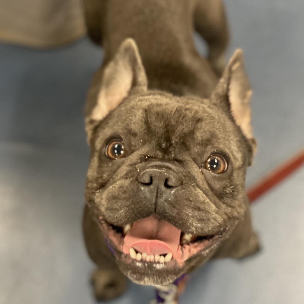 Enlarge Souffle, a Adoptable French Bulldog in Los Angeles, CA image 5/5