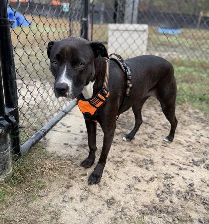Enlarge Jayla, a Adoptable mixed breed in Conway, SC image 2/3