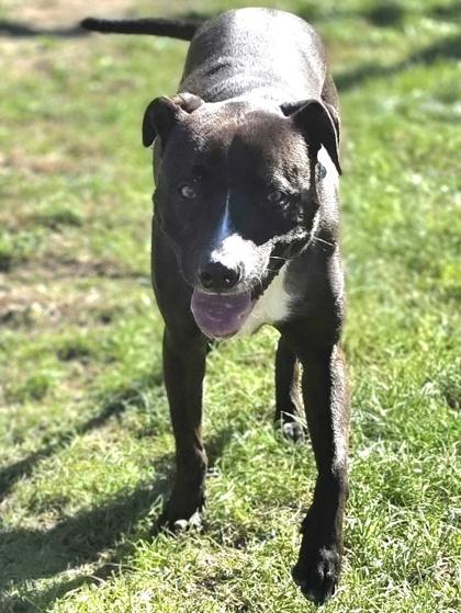 Jayla, Adoptable, Young Female Terrier & Mixed Breed.