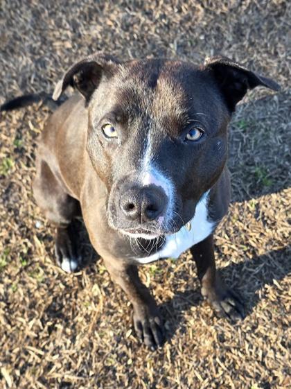 Enlarge Jayla, a Adoptable mixed breed in Conway, SC image 2/3