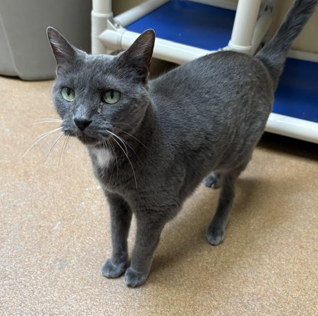 Dusty, an adopted Domestic Short Hair in Norwalk, CT image 3/3