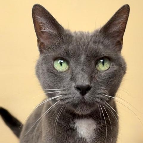 Dusty, adopted, Young Female Domestic Short Hair.