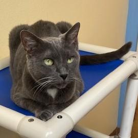 Dusty, an adopted Domestic Short Hair in Norwalk, CT image 2/3
