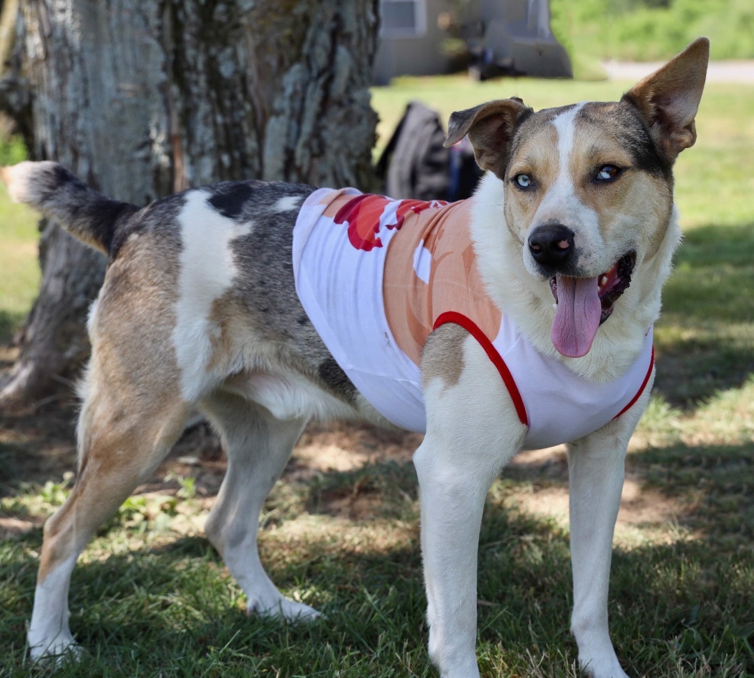 Enlarge Rowdie, a Adoptable Carolina Dog in Guntersville, AL image 1/10