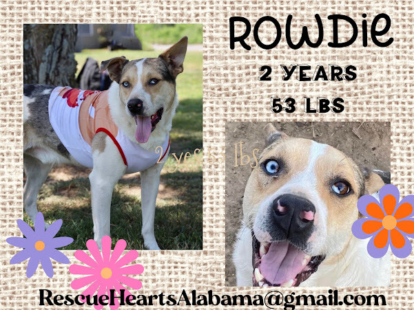 Enlarge Rowdie, a Adoptable Carolina Dog in Guntersville, AL image 2/10