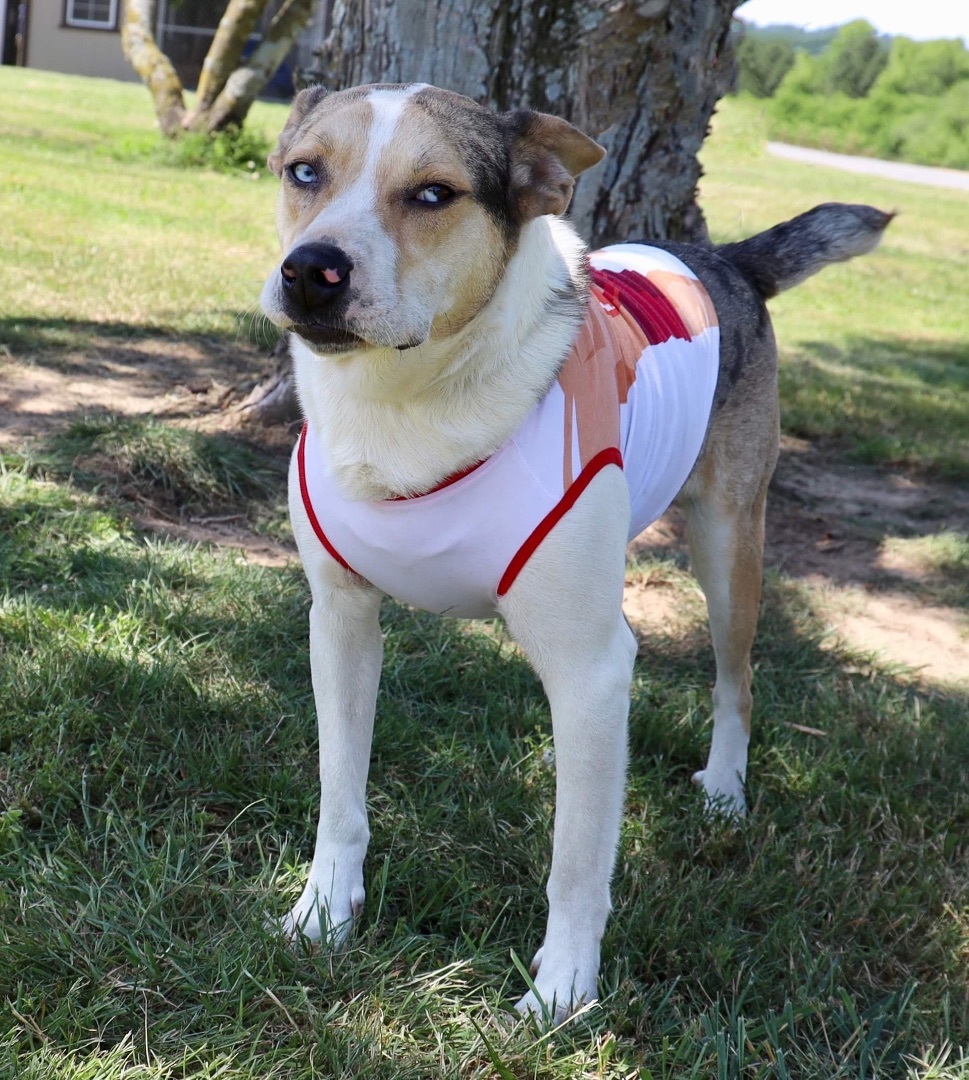 Enlarge Rowdie, a Adoptable Carolina Dog in Guntersville, AL image 3/10