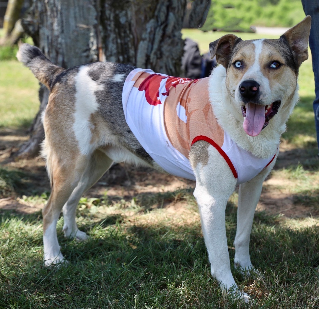 Enlarge Rowdie, a Adoptable Carolina Dog in Guntersville, AL image 4/10