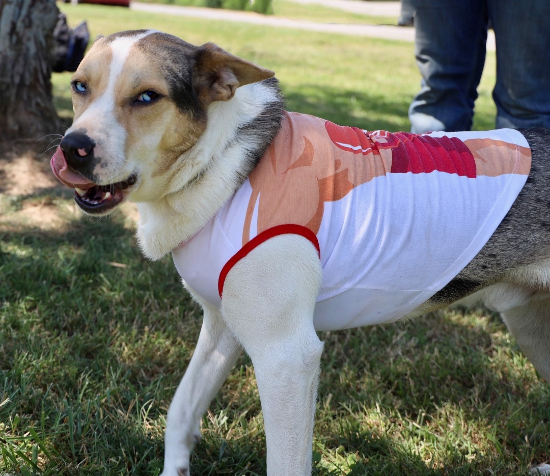 Enlarge Rowdie, a Adoptable Carolina Dog in Guntersville, AL image 5/10