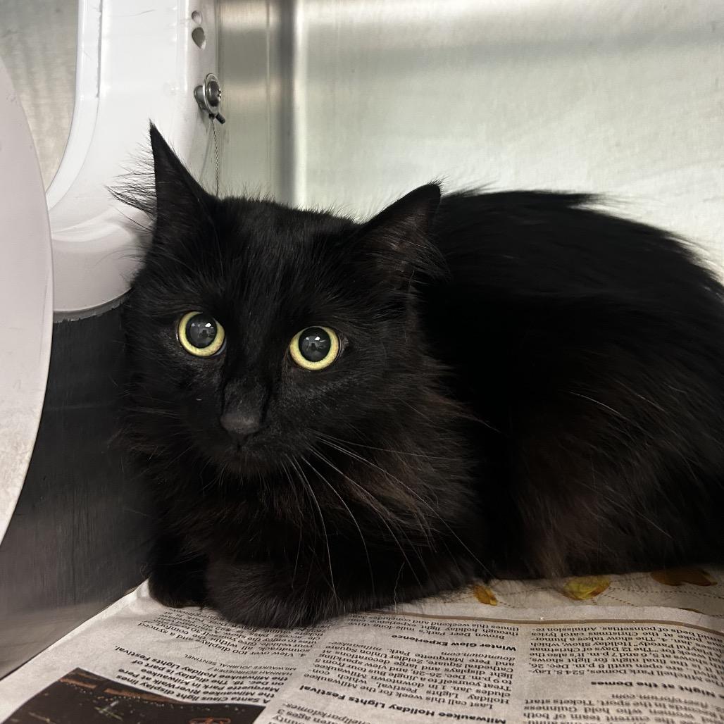 Wednesday, Adoptable, Adult Female Domestic Medium Hair & Domestic Short Hair.