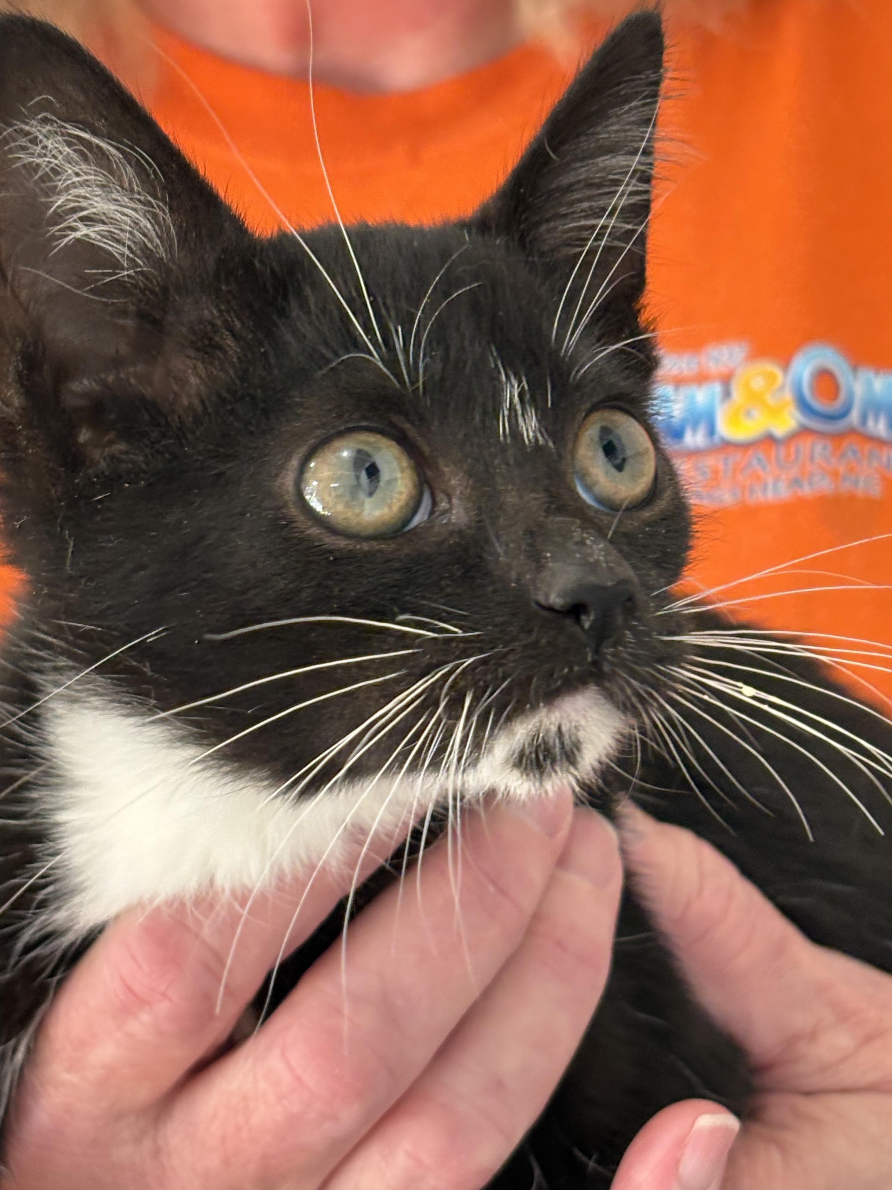 Sparky, Adoptable, Kitten Female Domestic Short Hair.