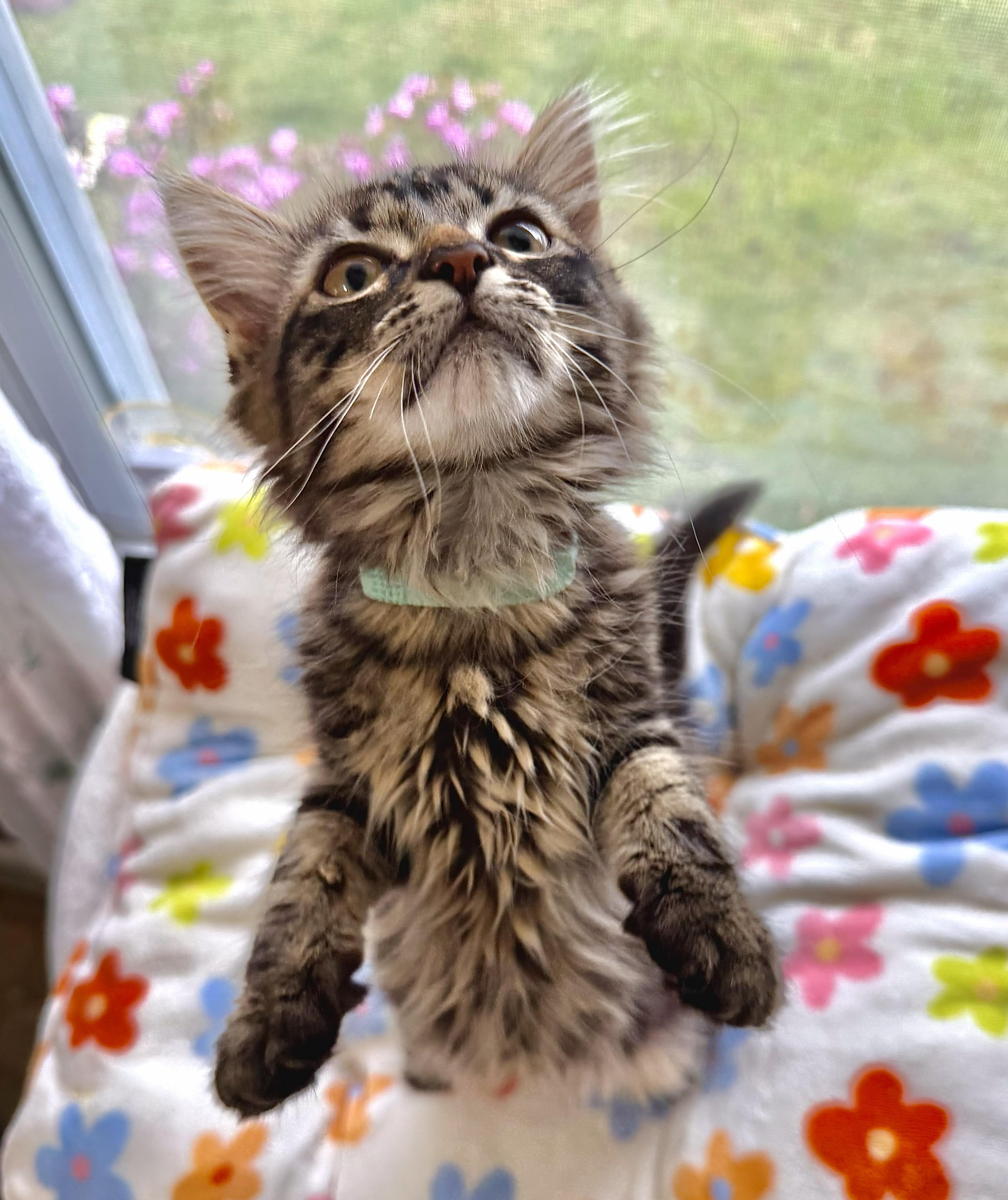 Enlarge Edwin, an adopted Domestic Long Hair in Wayne, NJ image 1/2