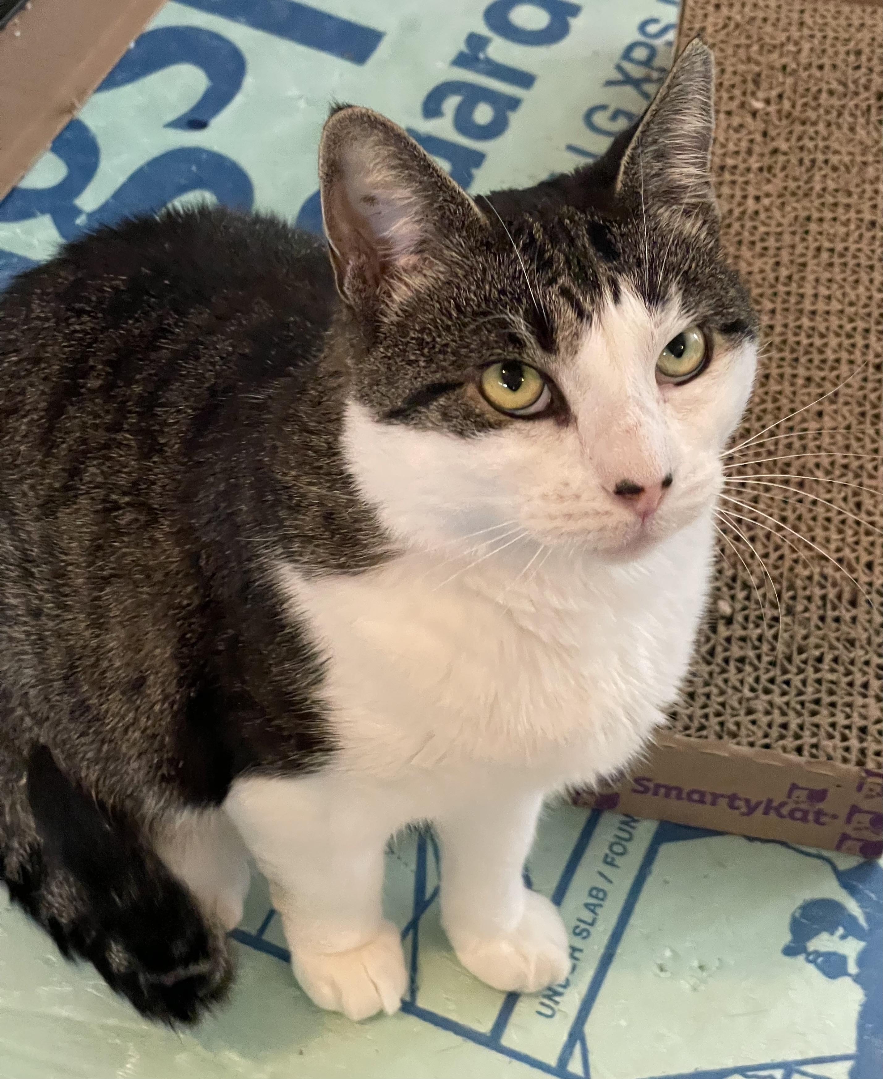 Enlarge Honey Locust, a ADOPTABLE Domestic Short Hair in Bethlehem, PA image 1/2