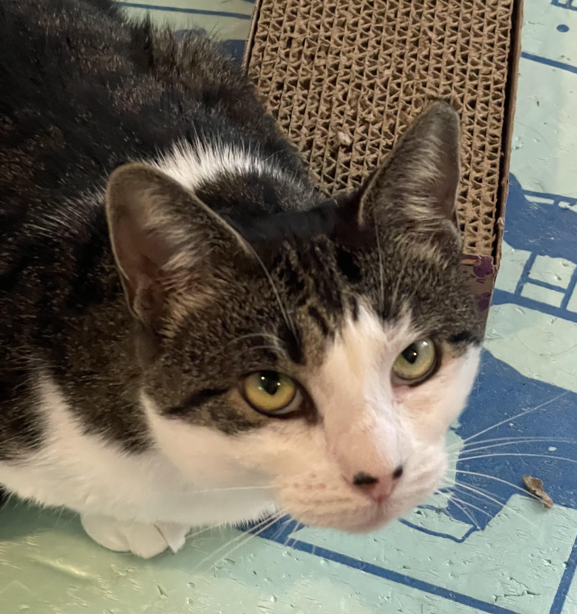 Enlarge Honey Locust, a ADOPTABLE Domestic Short Hair in Bethlehem, PA image 2/2