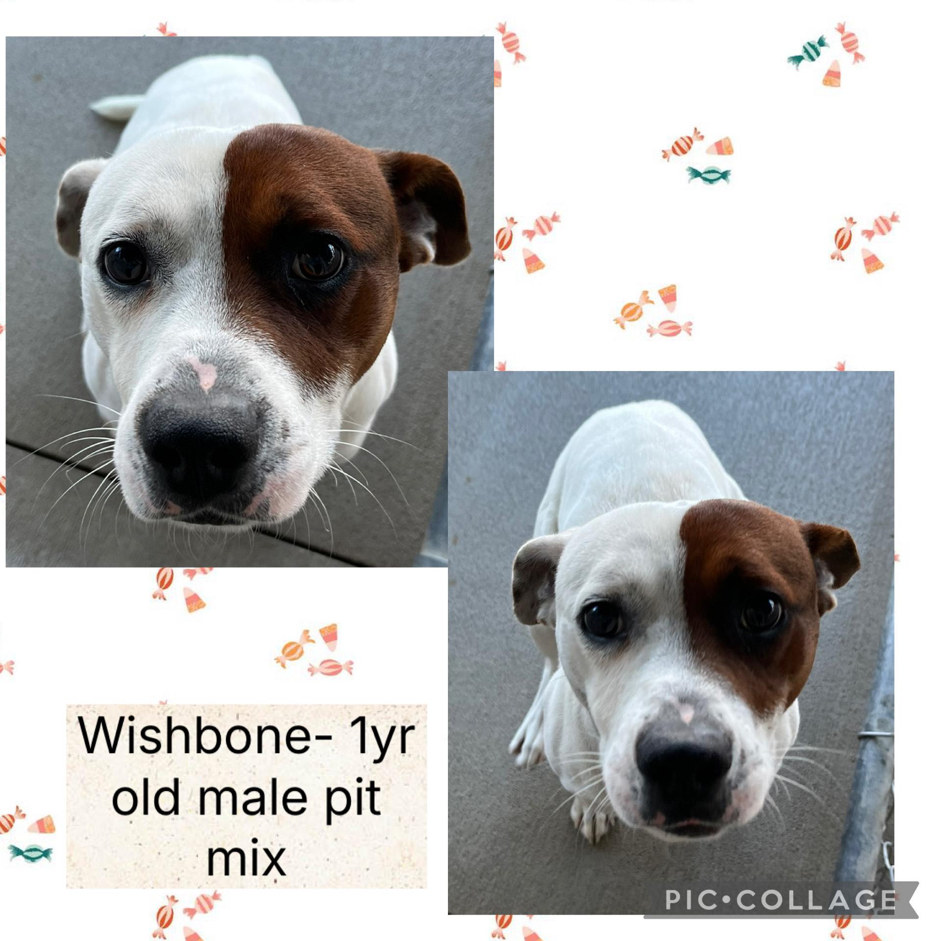 Enlarge Wishbone, a Adoptable mixed breed in Bryan, OH image 1/1