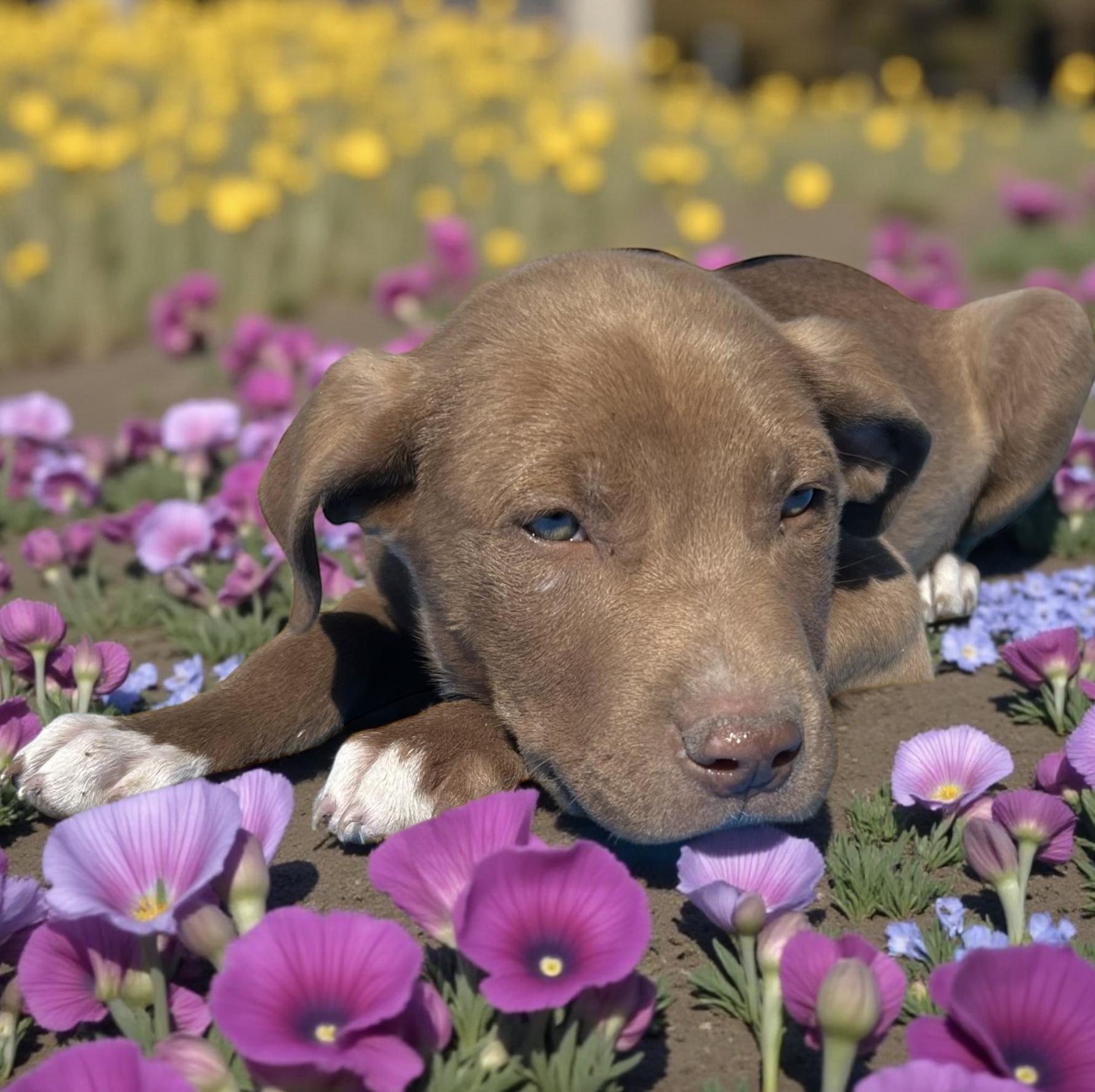 Brown — thumbnail 3