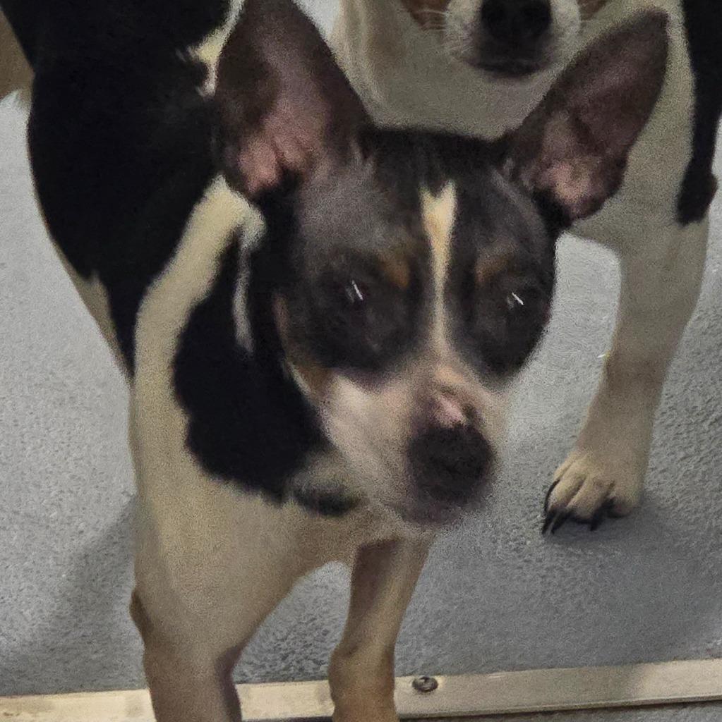 Enlarge lucky, a Adoptable mixed breed in Cartersville , GA image 1/1