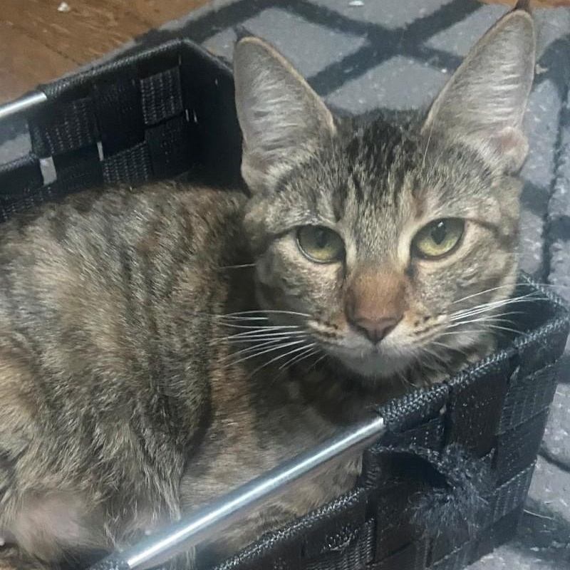 Tilly Coleman, a Adoptable mixed breed in Denver, CO image 3/5