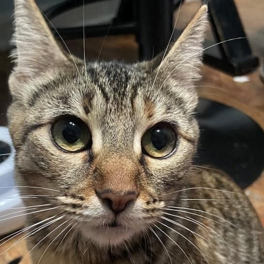 Tilly Coleman, a Adoptable mixed breed in Denver, CO image 5/5