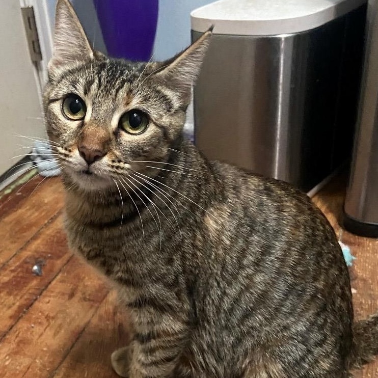 Tilly Coleman, a Adoptable mixed breed in Denver, CO image 2/5