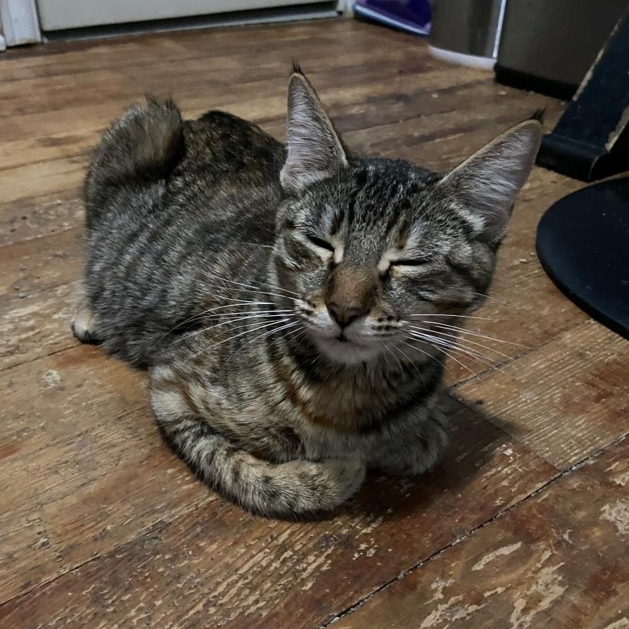 Tilly Coleman, a Adoptable mixed breed in Denver, CO image 4/5