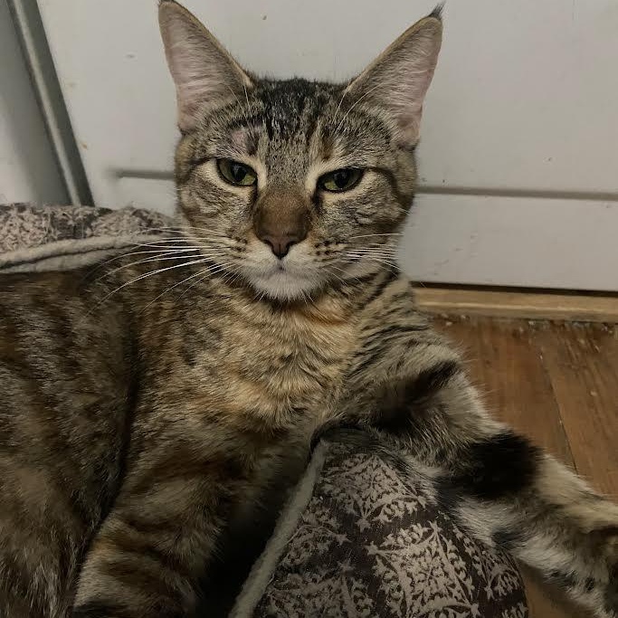 Tilly Coleman, a Adoptable mixed breed in Denver, CO image 1/5