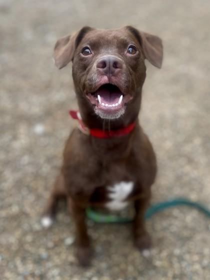 Enlarge Cocoa Bean, a Adoptable mixed breed in Columbus, OH image 1/2