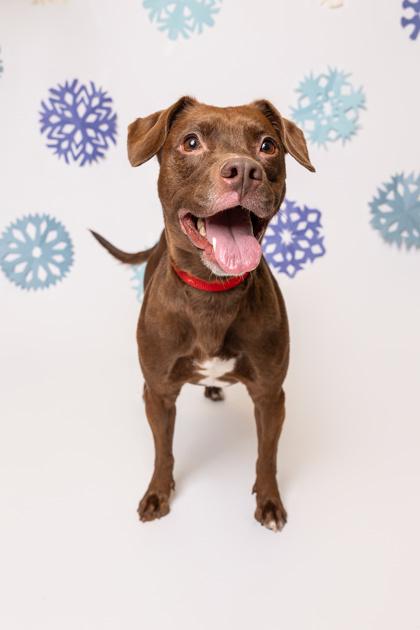 Cocoa Bean, Adoptable, Adult Female Mixed Breed & Mixed Breed.