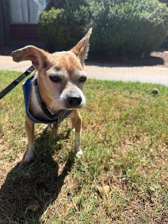 Otis