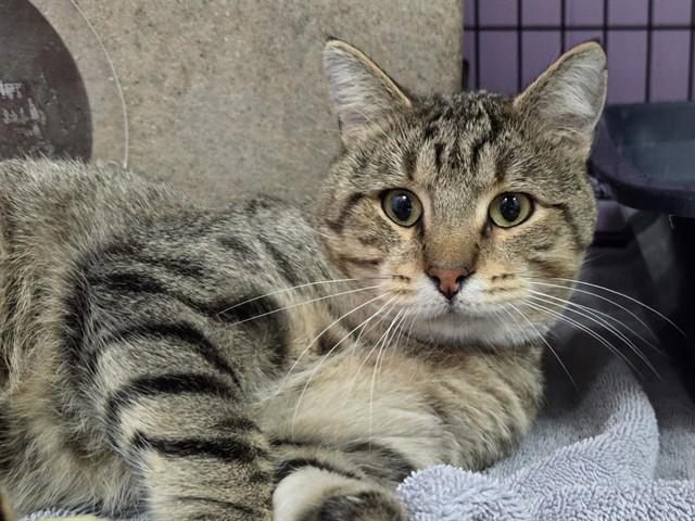 HAROLD, Adoptable, Young Male Domestic Short Hair.
