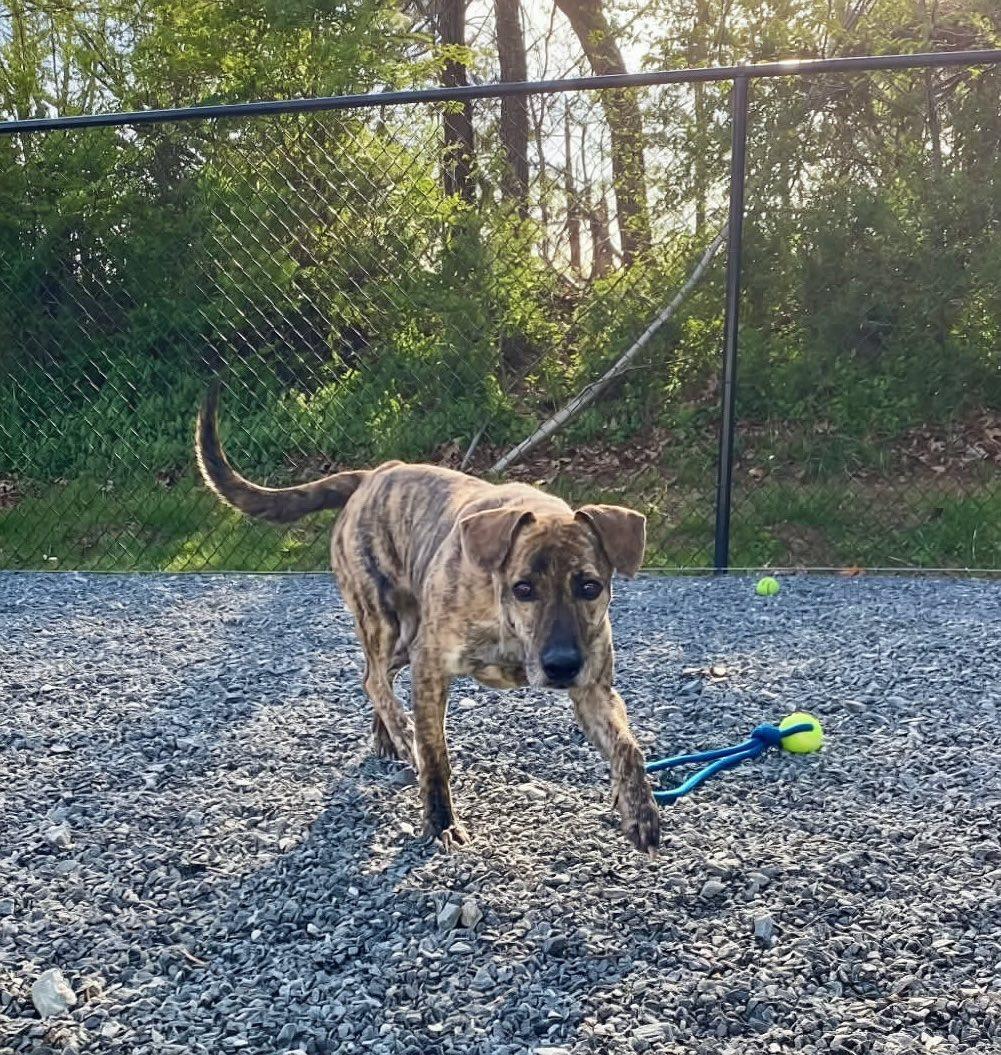 Roxie, ADOPTABLE, Adult Female Plott Hound.