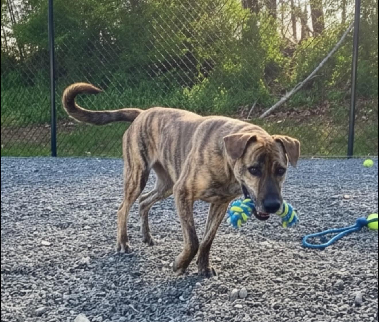 Enlarge Roxie, a ADOPTABLE mixed breed in Germanton, NC image 2/2