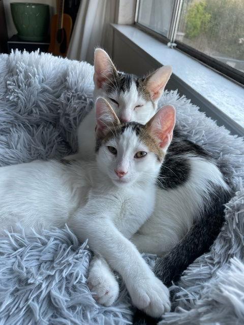 Spot (bonded with TJ), Adoptable, Young Male Domestic Short Hair & Tabby.