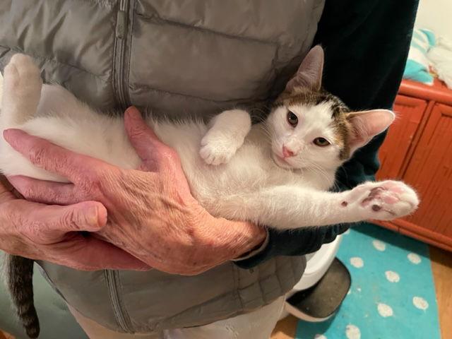 Enlarge Spot (bonded with TJ), a Adoptable mixed breed in Walnut Creek, CA image 2/3