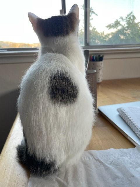 Enlarge Spot (bonded with TJ), a Adoptable mixed breed in Walnut Creek, CA image 3/3