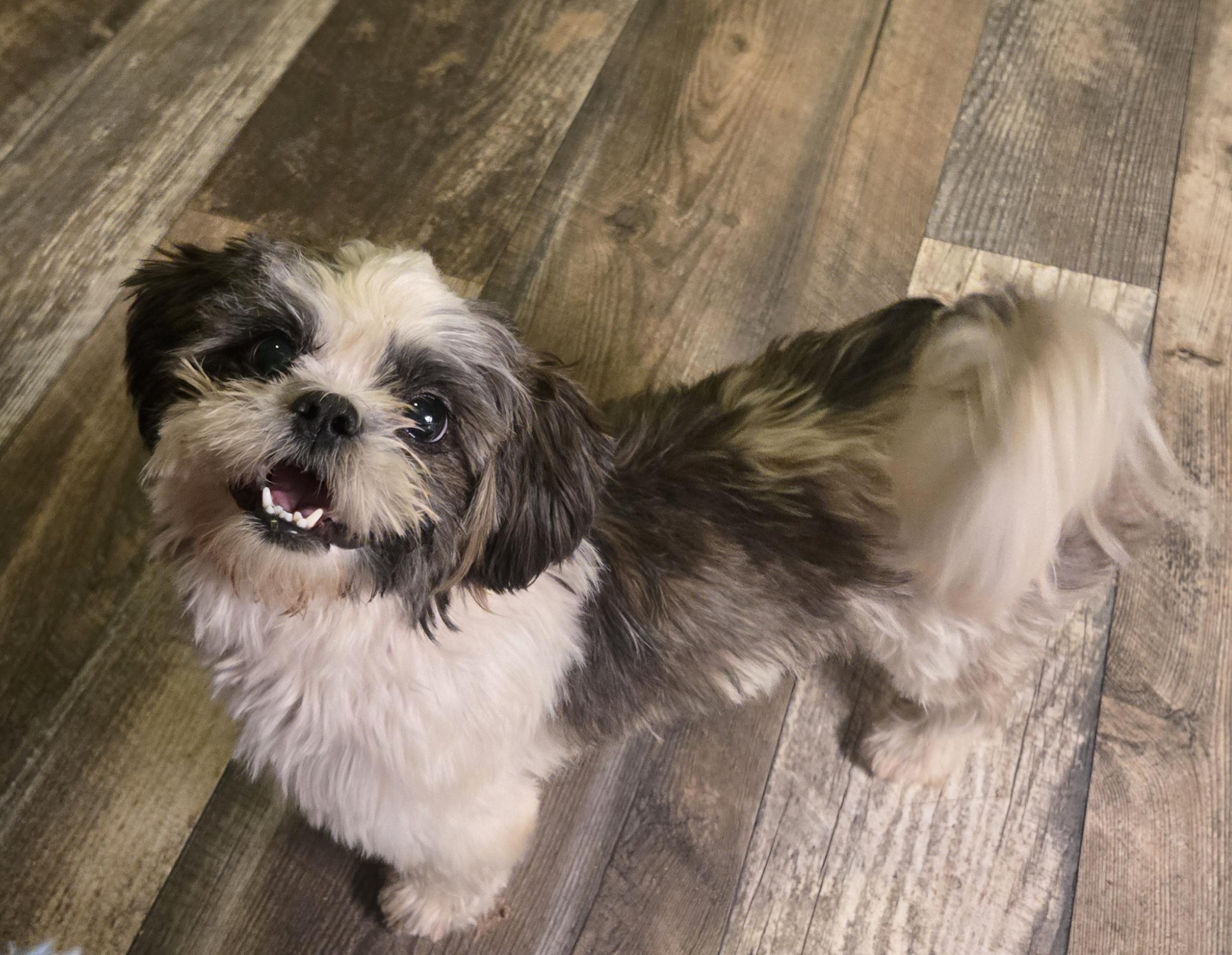 Enlarge Bobby Joe, a Adopted Shih Tzu in Houston , TX image 1/2