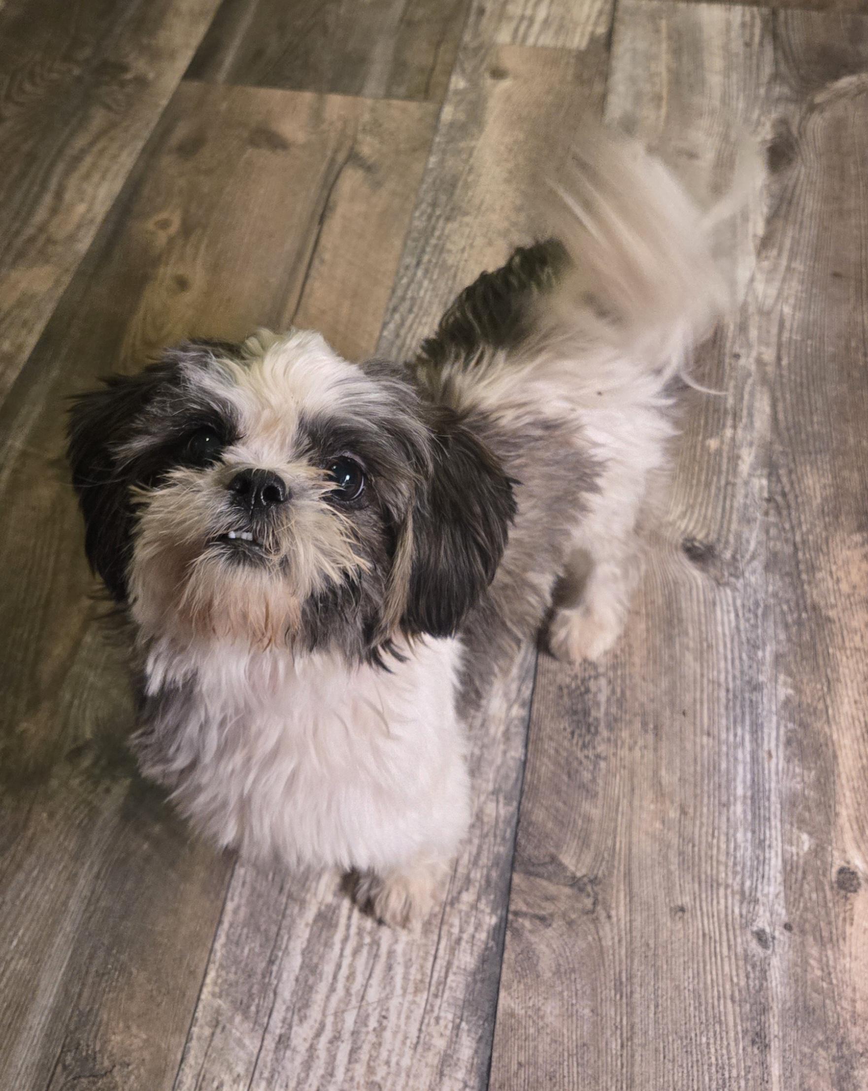 Enlarge Bobby Joe, a Adopted Shih Tzu in Houston , TX image 2/2