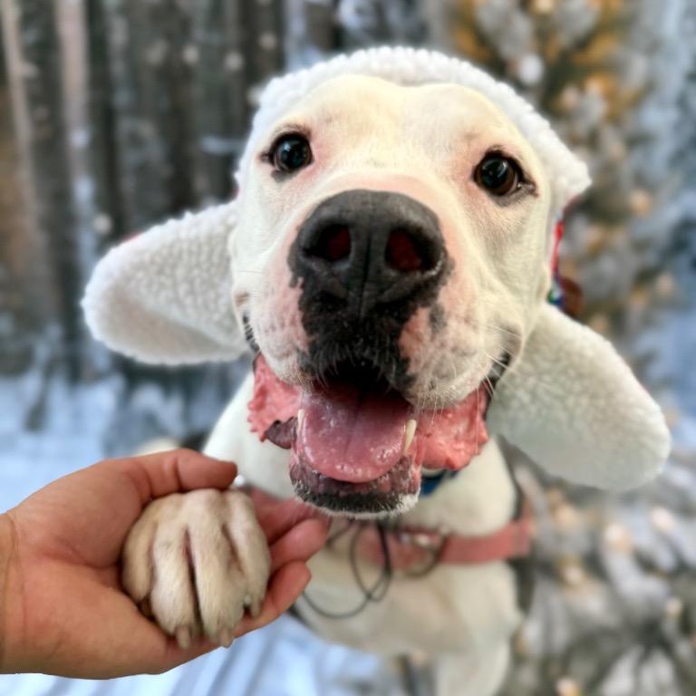 Cooper, Adoptable, Adult Male American Staffordshire Terrier.