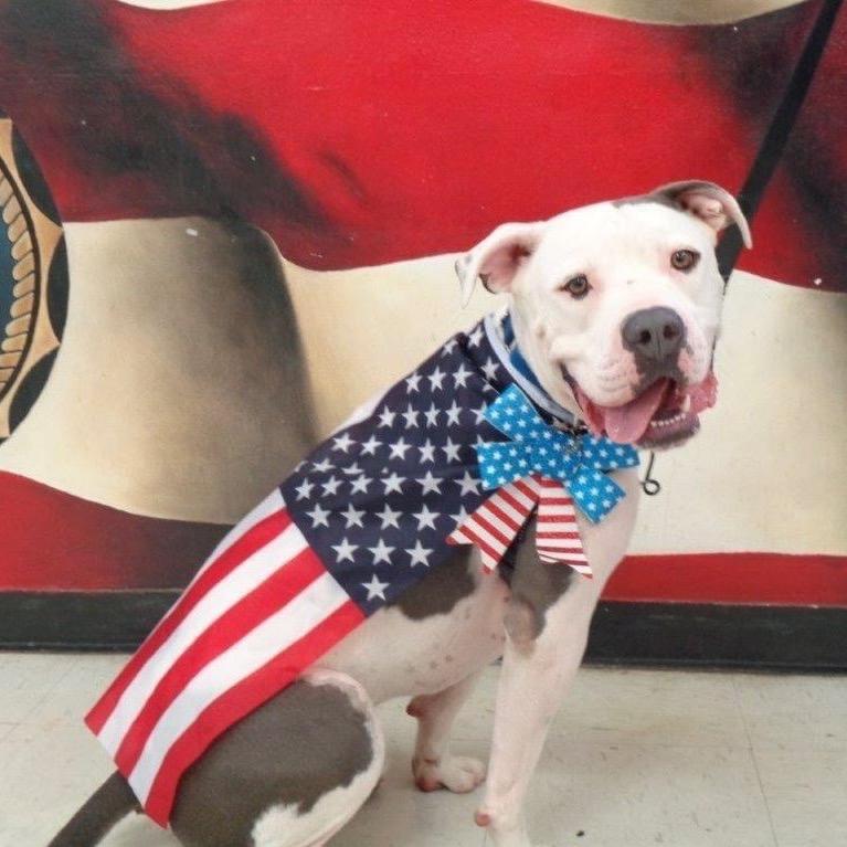 Enlarge Cooper, a Adoptable American Staffordshire Terrier in Fort Lauderdale, FL image 2/6
