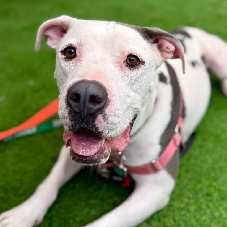 Enlarge Cooper, a Adoptable American Staffordshire Terrier in Fort Lauderdale, FL image 3/6